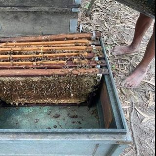 Mật ông nguyên chất 100%