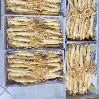 Sâm Hàn Quốc