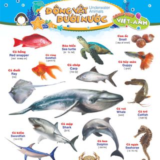 BỘ TRANH 6 tờ đa dạng chủ đề dành cho bé