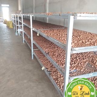 Hạt Mắc ca – Macadamia DiLinh HiFarm