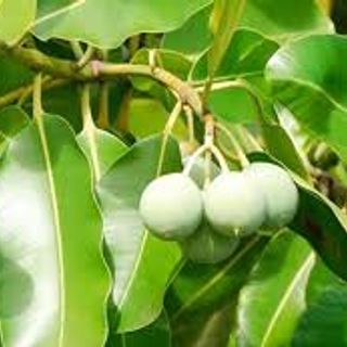 DẦU MÙ U TINH MÀU VÀNG NHẠT 1 LÍT