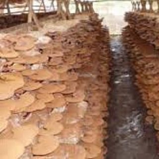 Cung cấp nấm linh chi xuất khẩu