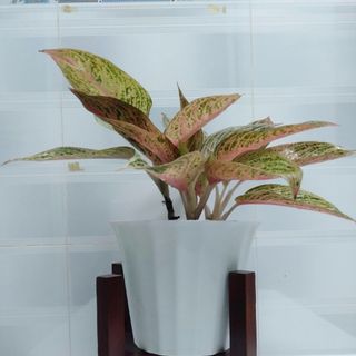 KỆ GỖ ĐỂ CHẬU HOA MÀU NÂU, CHÂN VUÔNG