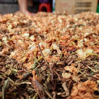 Trà Sơn Mật Hồng Sâm Sapa FREESHIPGói 0.5KG / Trà Sơn Mật Hồng Sâm Tây Bắc Chuẩn Xịn Thơm Ngon