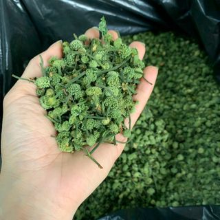 NỤ TÂM THẤT BAO TỬ
