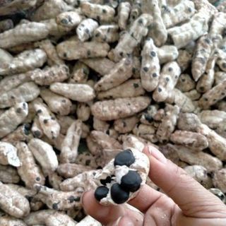 HẠT CHUỐI CÔ ĐƠN