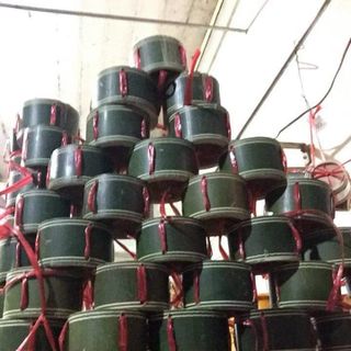 Nem heo rừng ống tre