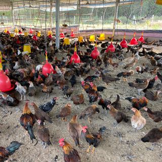 Gà Tre Thả Vườn Thuần Chủng