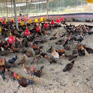 Gà Tre Thả Vườn Thuần Chủng