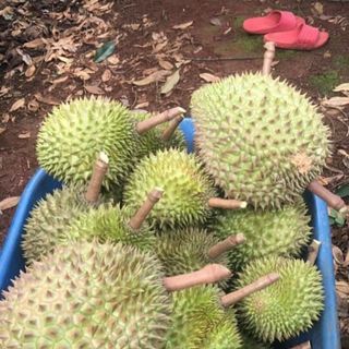 Sầu Riêng RI6