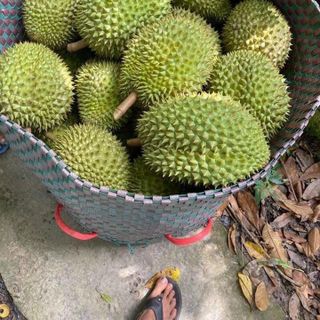 Sầu Riêng RI6