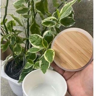 Set 2 thố sứ vân nổi cao cấp nắp đậy bằng gỗ có roong cao su