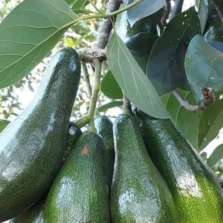 Bơ Sáp Dẻo Năm Lóng