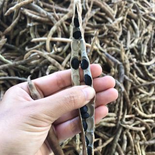 Đậu đen xanh lòng