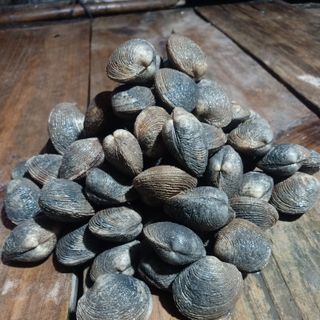 Sò sần