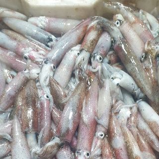 Mực ống ướp nháy