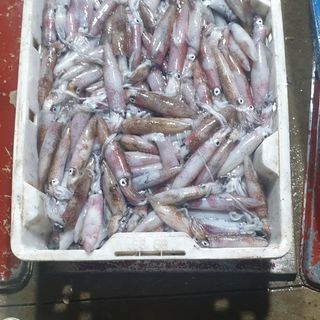 Mực ống ướp nháy