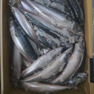 SAPA NHẬT SIZE 100/200 - CHUYÊN CUNG CẤP SỈ TÒA QUỐC