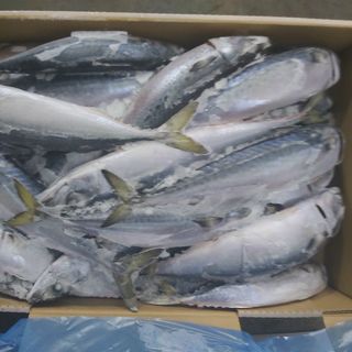CÁ SAPA Nhật size 200/300 - chuyên cung cấp sỉ toàn quốc.