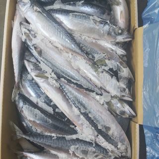 CÁ SAPA Nhật size 200/300 - chuyên cung cấp sỉ toàn quốc.
