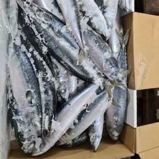 SAPA NHẬT SIZE 100/200 - CHUYÊN CUNG CẤP SỈ TÒA QUỐC