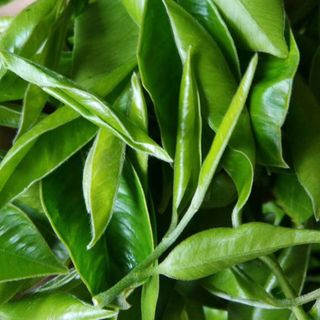 Trà trầm hương, lá trà có nhiều công dụng tốt cho sức khỏe!