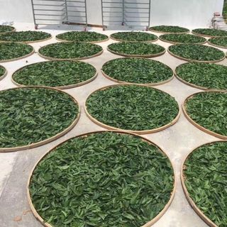 Trà trầm hương, lá trà có nhiều công dụng tốt cho sức khỏe!