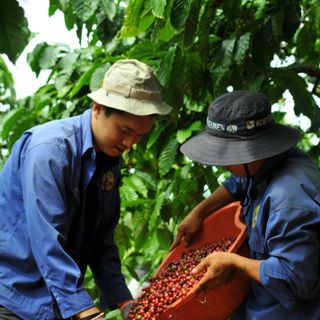 Cà phê Phin Traditional 100% Robusta Natural - Cà Phê Phin Rang Mộc Cafe Rang Xay Nguyên Chất - VBEAN Roastery