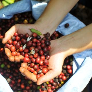 Espresso Single - Cà Phê Robusta Pha Máy Nguyên Chất Rang Mộc Cao Cấp - VBEAN Roastery