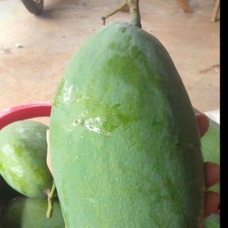 Xoài Ko chua