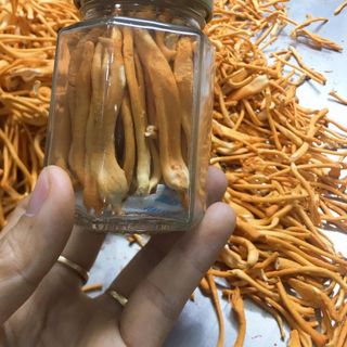 Đông trùng hạ thảo sấy loại tiêu chuẩn 20gr