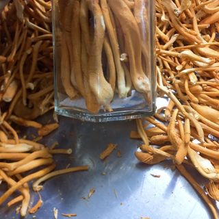 Đông trùng hạ thảo sấy loại tiêu chuẩn 20gr