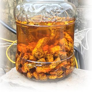 Đế đông trùng hạ thảo sấy thăng hoa - 500gr