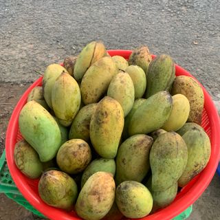 Sỉ lẻ các loại xoài