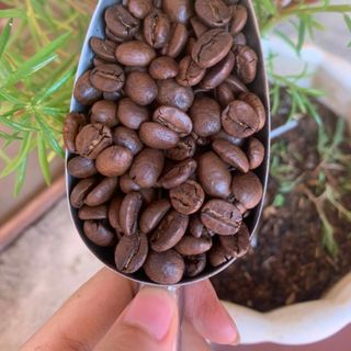 Cà phê Robusta cao cấp 100% nguyên chất
