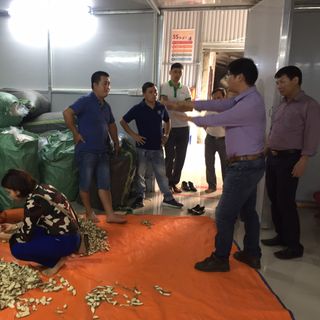 ĐINH LĂNG SẤY KHÔ