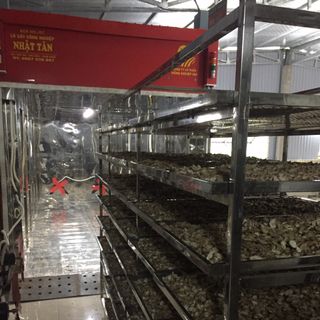 ĐINH LĂNG SẤY KHÔ