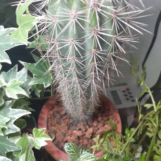 1kg XỈ THAN TỔ ONG size 0-20mm ( Đã được xử lý)