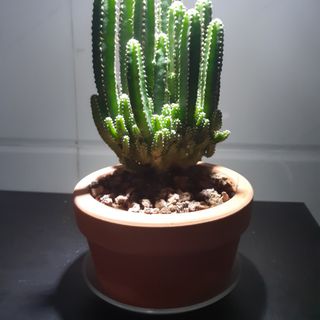 1kg XỈ THAN TỔ ONG size 0-20mm ( Đã được xử lý)