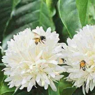 Mật ong nhà nuôi daklak