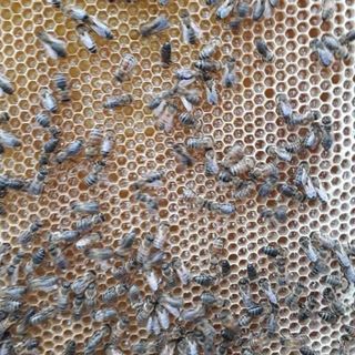 Mật ong nhà nuôi daklak