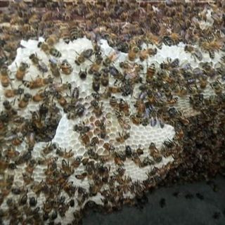 Mật ong nhà nuôi daklak