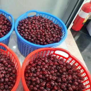 Hoa tươi Atiso đỏ (đã bóc hạt)