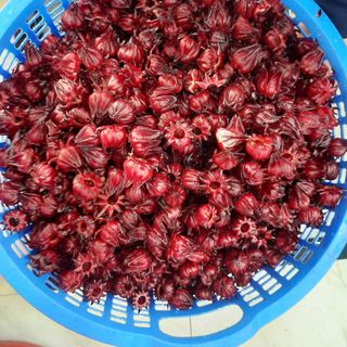 Hoa tươi Atiso đỏ (đã bóc hạt)