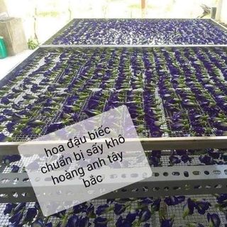 Hoa đậu biếc _sỉ số lượng lớn quanh năm