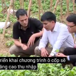 Hoa đậu biếc _sỉ số lượng lớn quanh năm