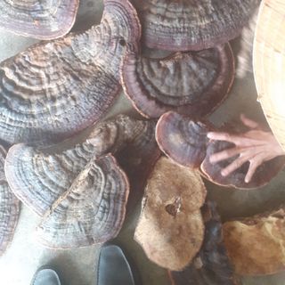 Nấm Linh Chi rừng Trường Sơn - Linh chi nguyên tai SIZE TO-Linh chi đỏ - Nấm tự nhiên 1000%- Vinature - Nông sản vùng cao