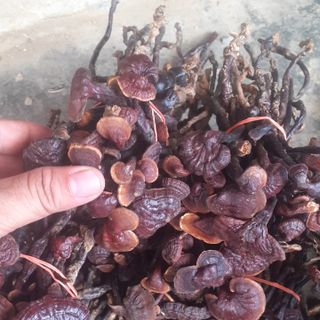Nấm Lim Xanh vùng Nam Lào- Nam lim xanh tu nhien - loại thượng hạng - Vinature Nông Sản Vùng Cao