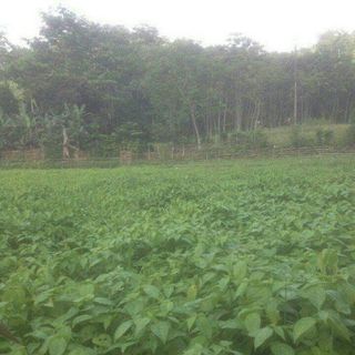 Bột lá cẩm