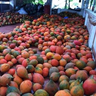 BỘT GẤC